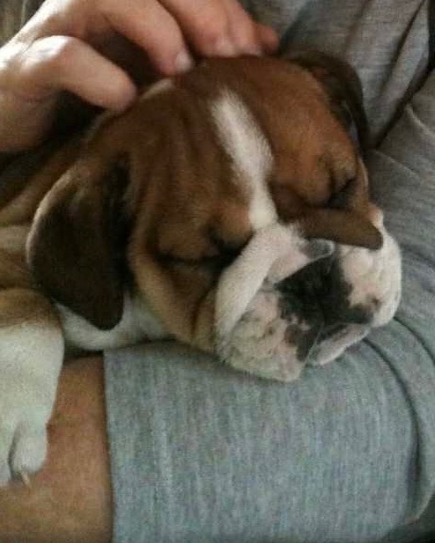 Hamilton vía Instagram