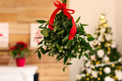 El muérdago y acebo en la decoración navideña