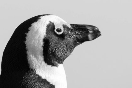 pingüino