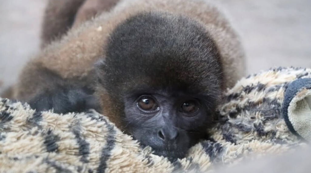 mono punch colombiano