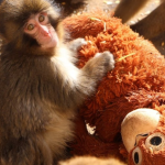 Punch el mono de Japón abrazando su peluche de IKEA naranja