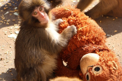 Punch el mono de Japón abrazando su peluche de IKEA naranja
