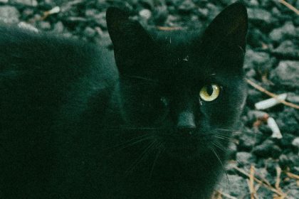 gatos negros