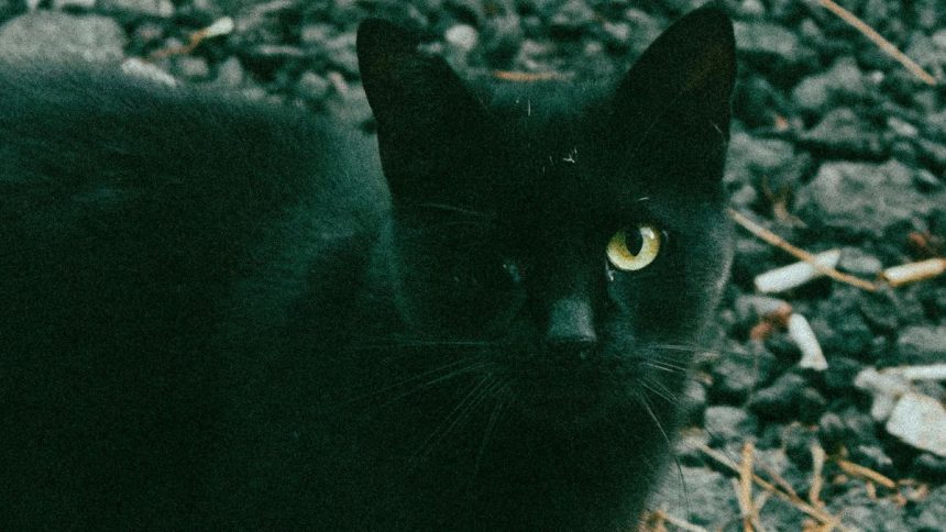 gatos negros