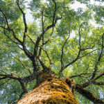 día cívico Colombia 2026