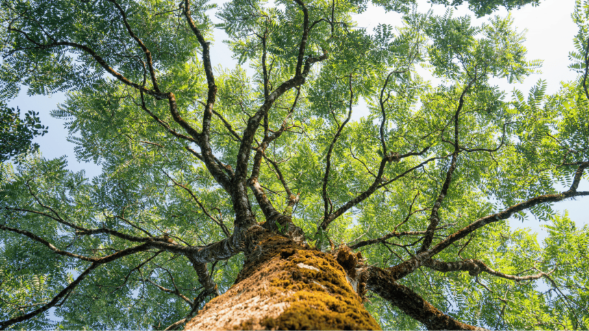 día cívico Colombia 2026