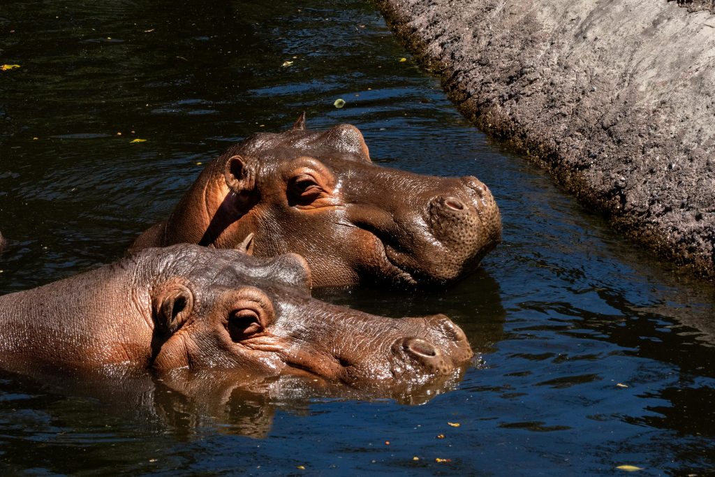 Hipopótamos de Pablo Escobar