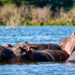 Hipopótamos de Pablo Escobar