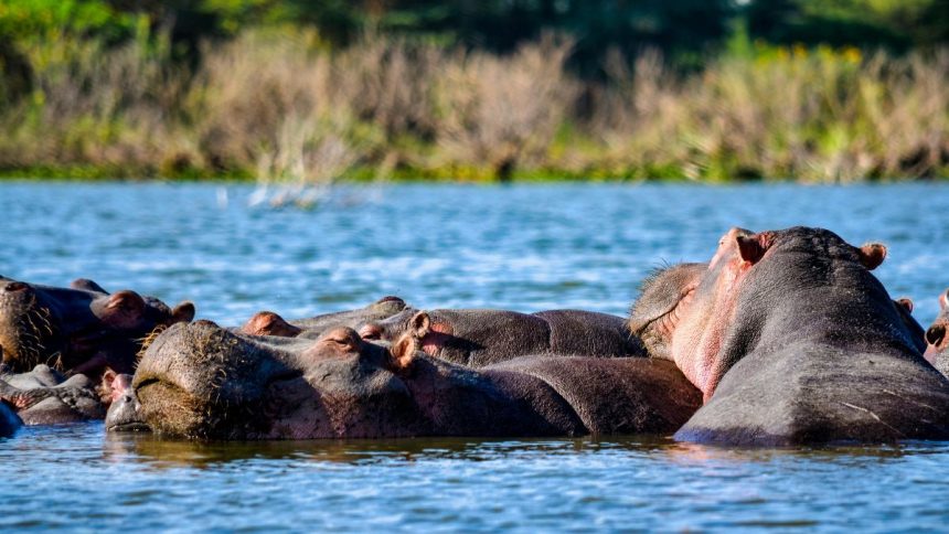 Hipopótamos de Pablo Escobar