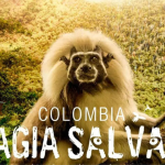 películas colombianas