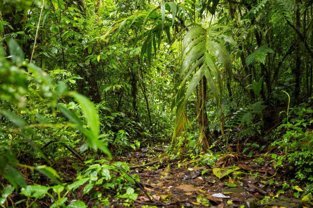 Selva Colombiana