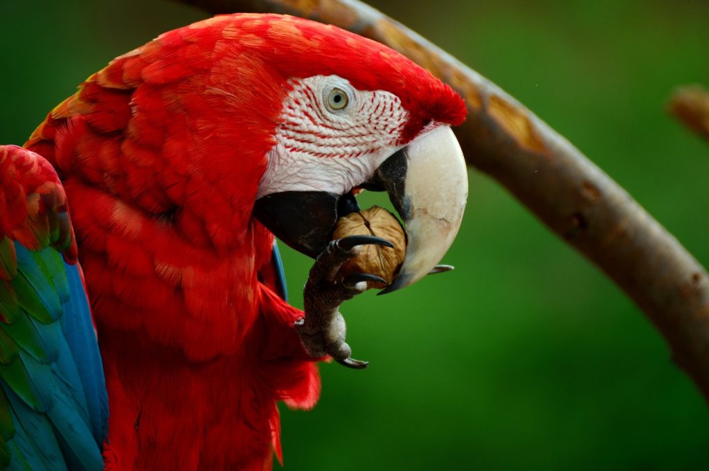 Selva Colombiana