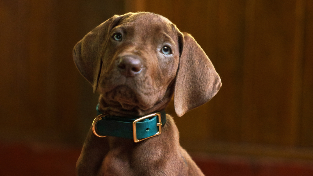 Netflix confirmó que Scooby-Doo: