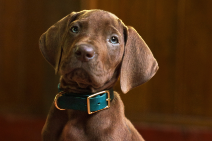 Netflix confirmó que Scooby-Doo: