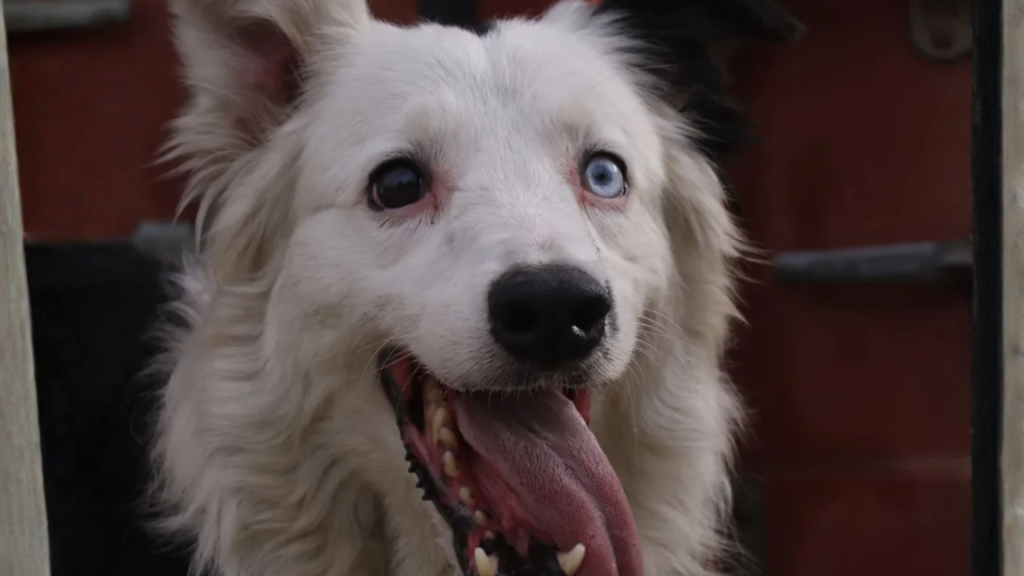 Tsunami perro rescatista