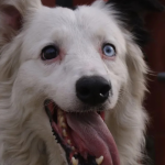 Tsunami perro rescatista