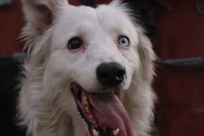 Tsunami perro rescatista