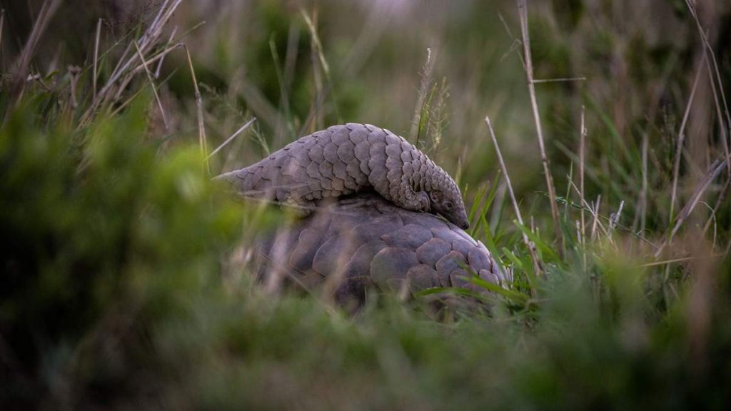 pangolín gigante terrestre