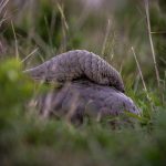 pangolín gigante terrestre