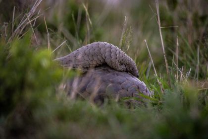 pangolín gigante terrestre