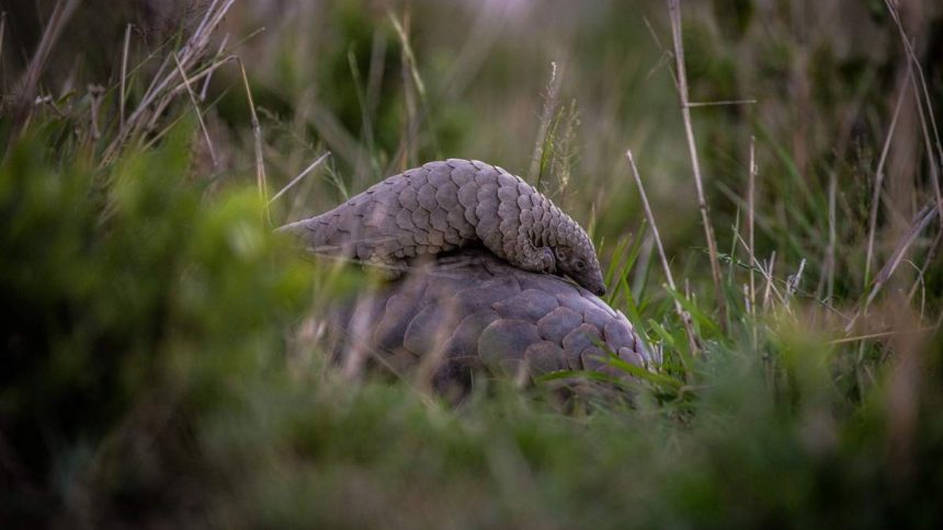 pangolín gigante terrestre