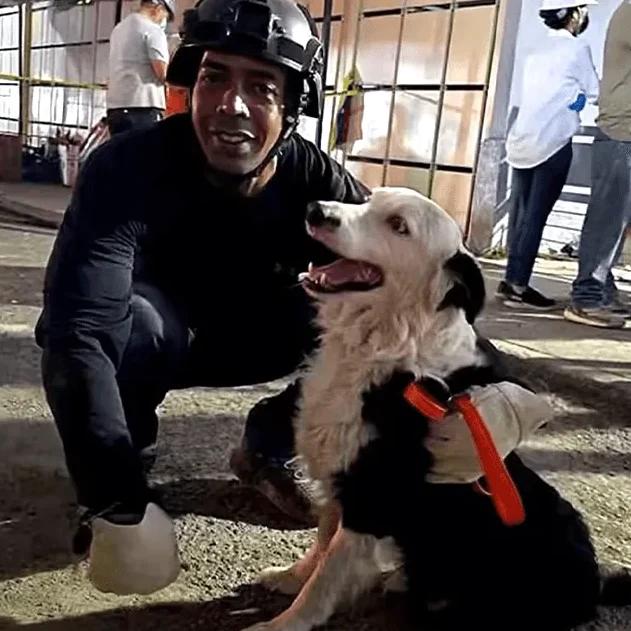 Tsunami perro rescatista
