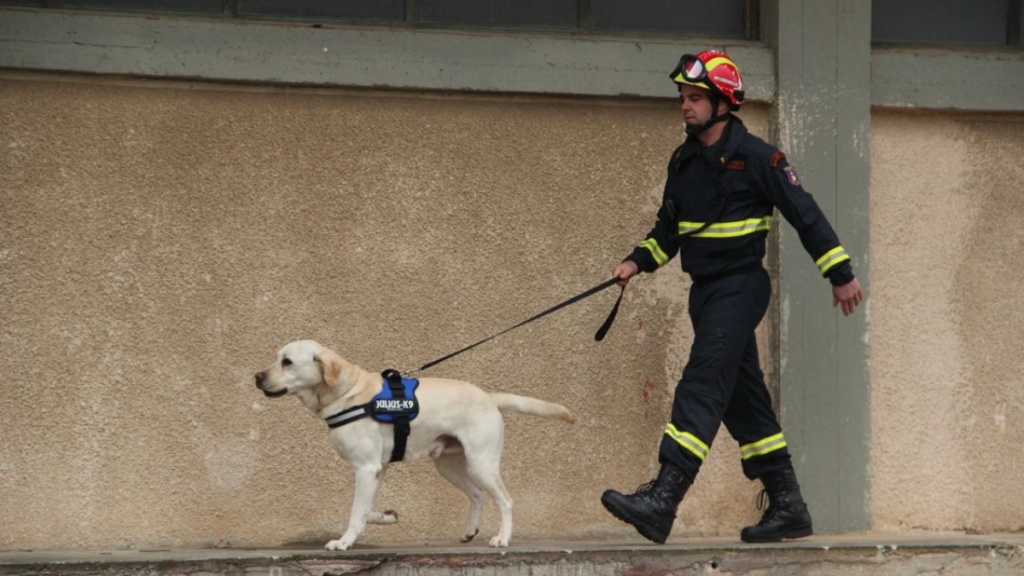 perros rescatistas