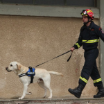 perros rescatistas