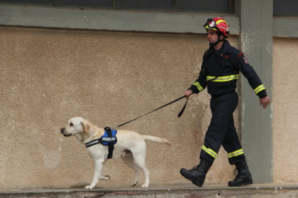 perros rescatistas