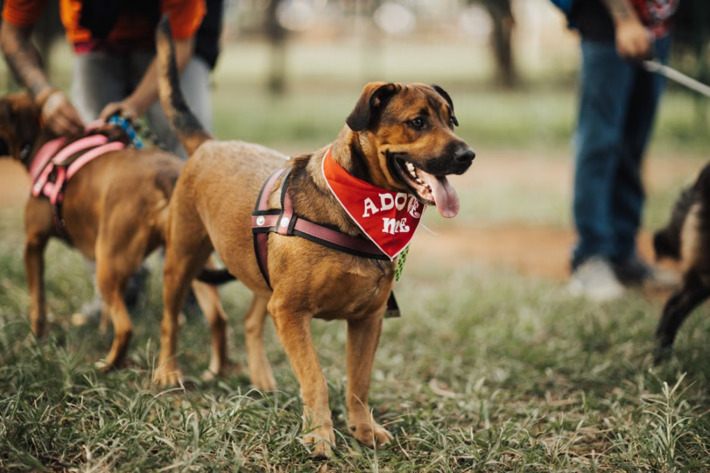 perro de rescate
